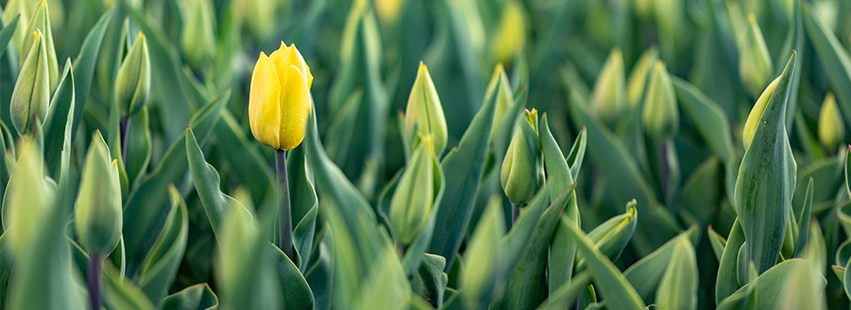 Tulips and other myths